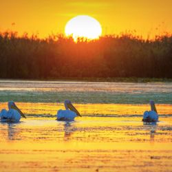 Птиците по Делтата на Дунав